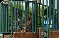 96-Renntag   033